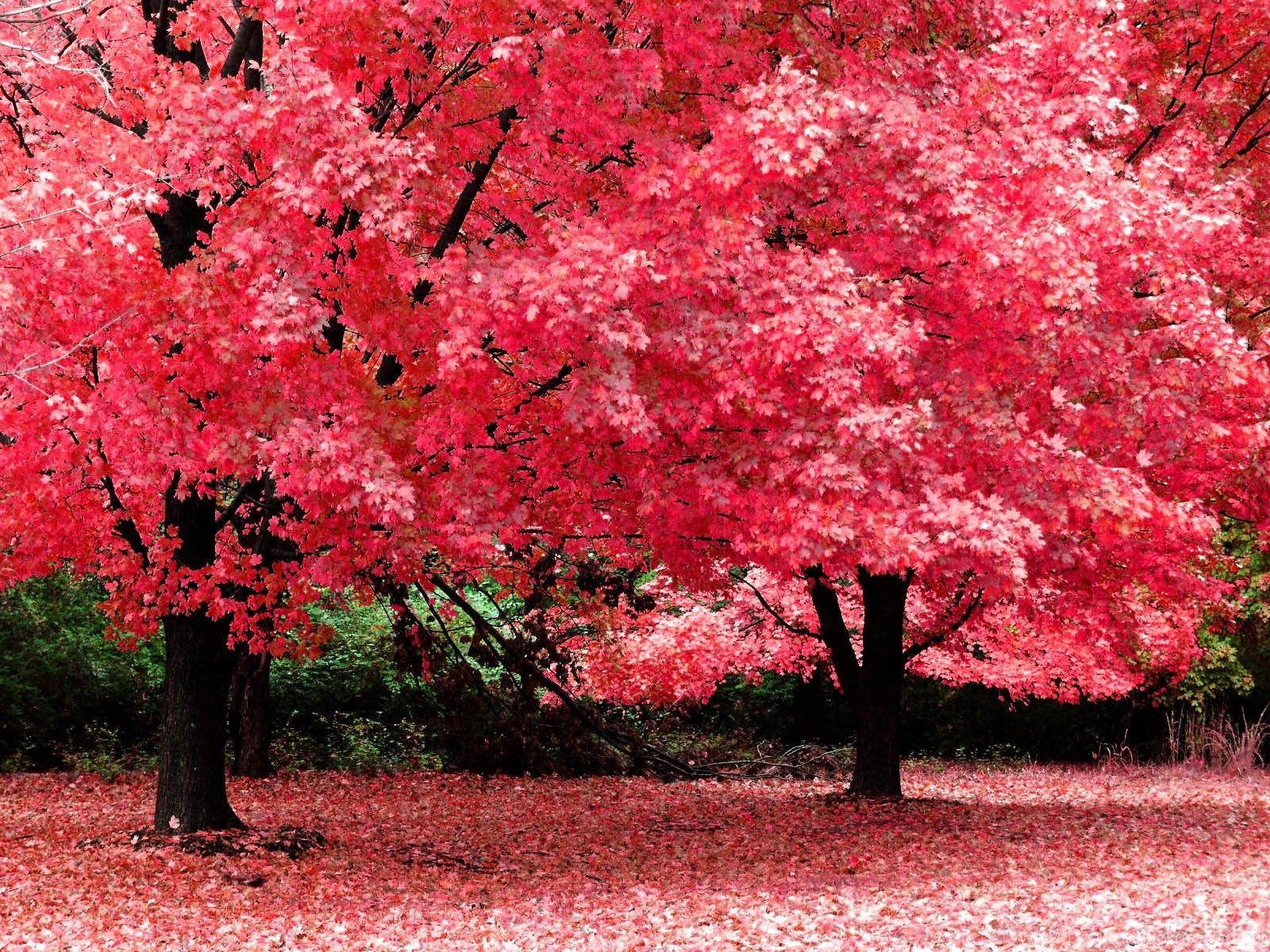 Beautiful Trees Wallpapers - Top Free Beautiful Trees Backgrounds ...