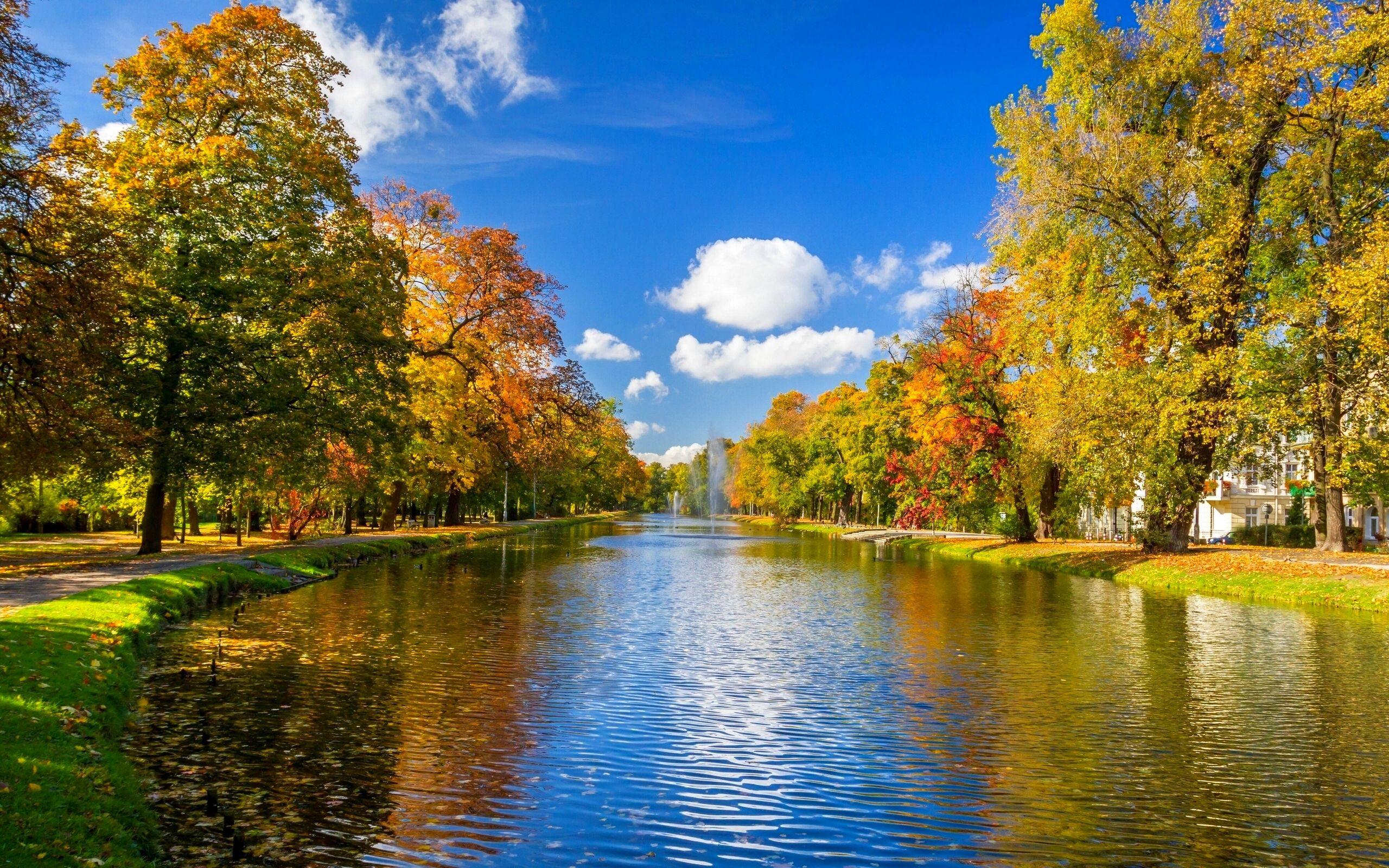 2560x1600 Beautiful HD Trees Wallpaper