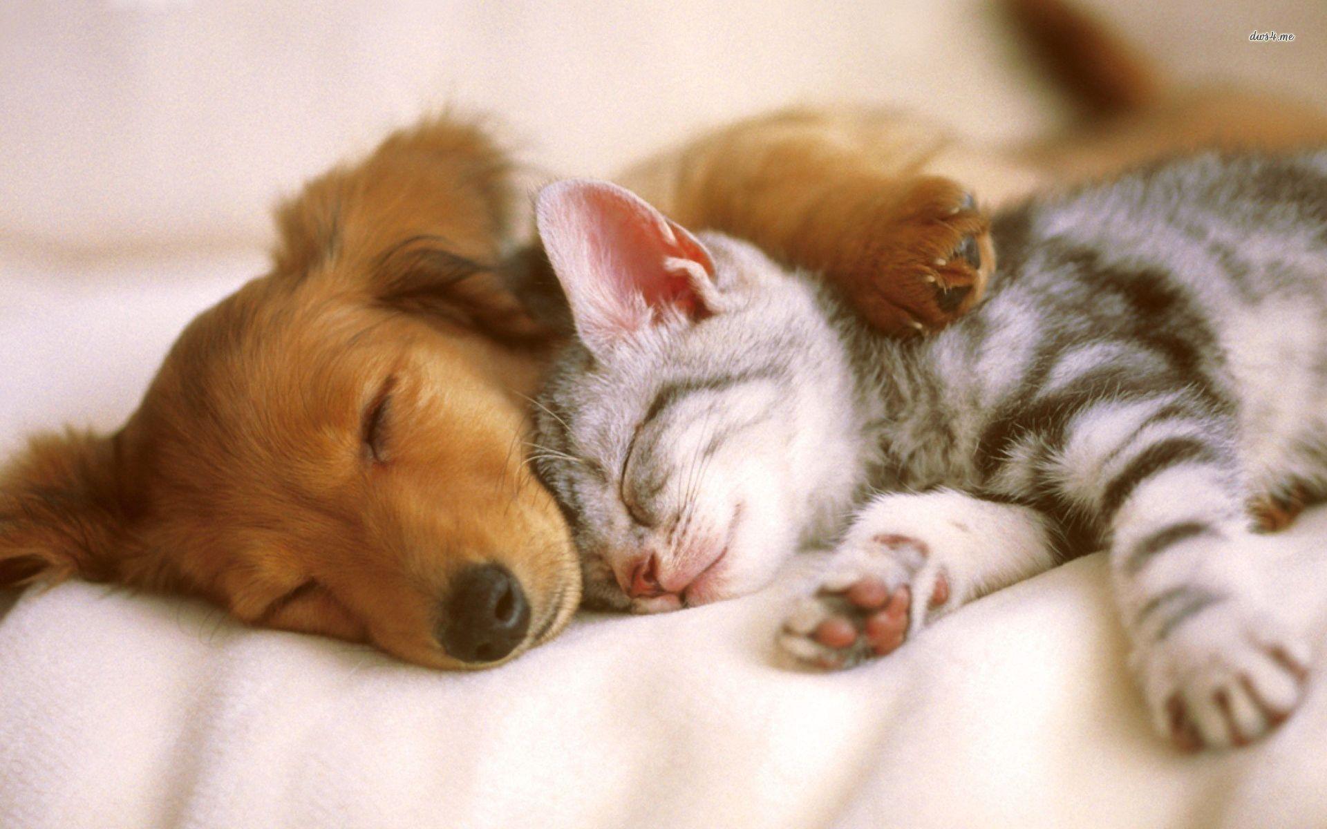 1920x1200 Cute Puppy and Kitten