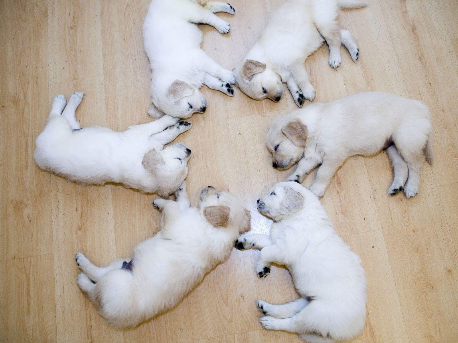 1600x1200 Free download Baby dogsSleeping baby dogs [1600x1200] for your Desktop, Mobile & Tablet. Explore Baby Dog Wallpaper. Cute Puppies Wallpaper, Cute Cats and Dogs Wallpaper, Cute Dog Wallpaper for Desktop