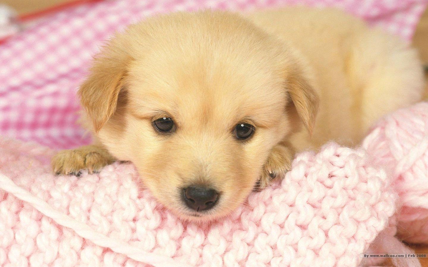 1440x900 Awesome Puppy Wallpaper Free for You