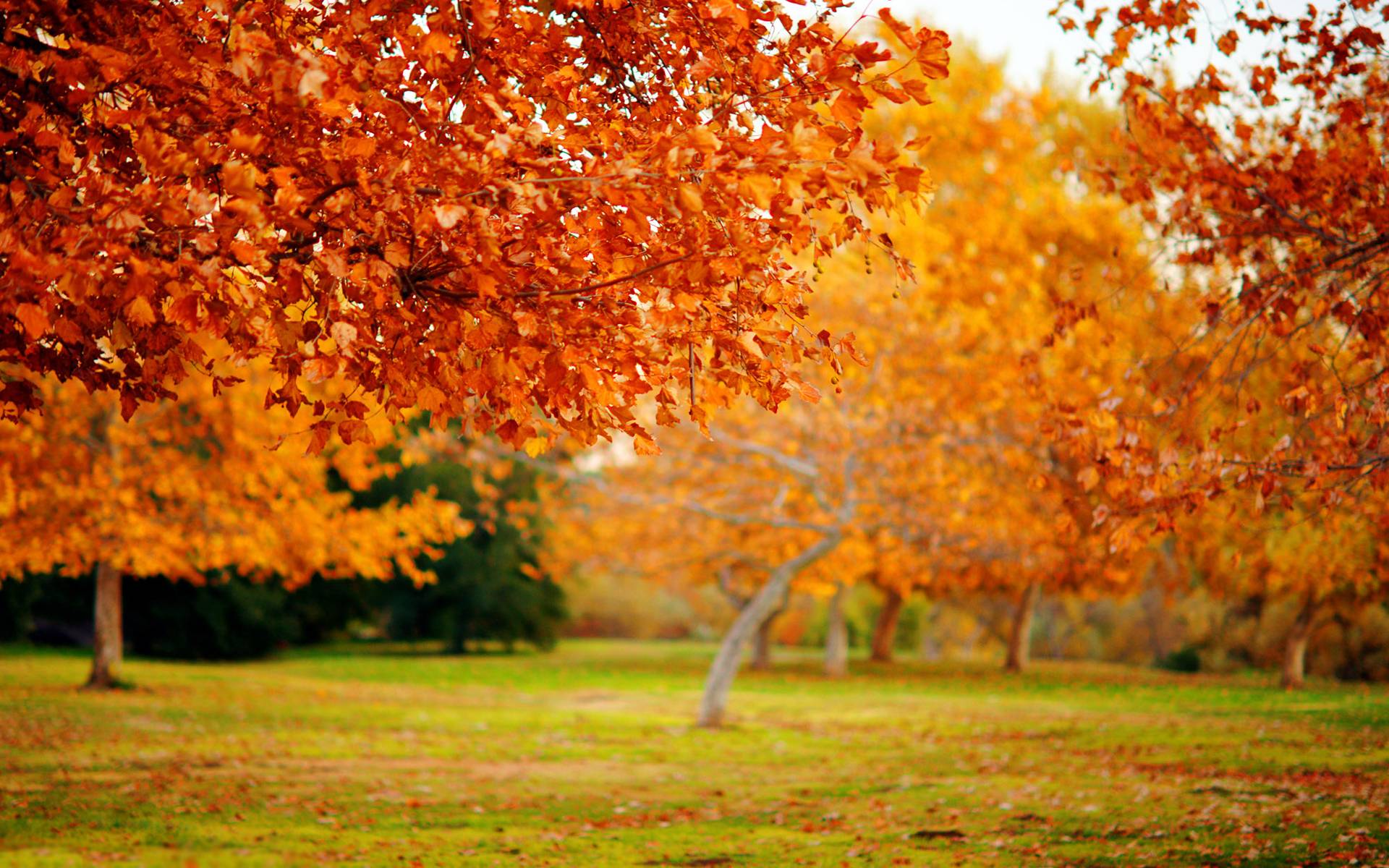 Autumn Trees Wallpaper Hd