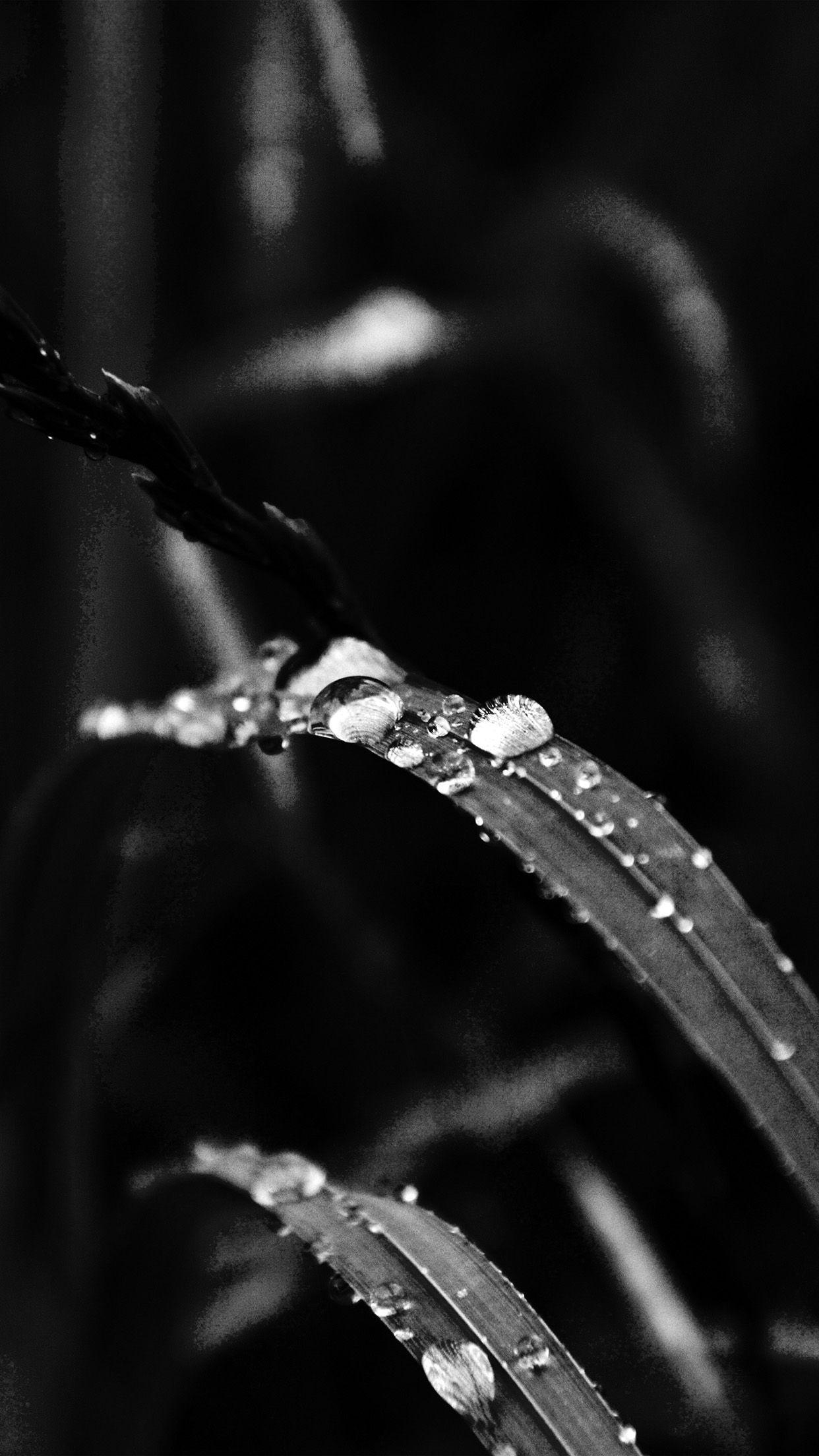 1242x2208 Grass Drop Water Rain Nature Forest Dark Bw