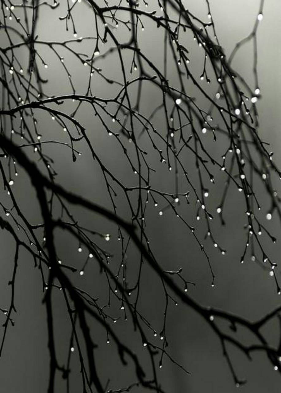 Rain and Trees iPhone Wallpapers Top Free Rain and Trees iPhone