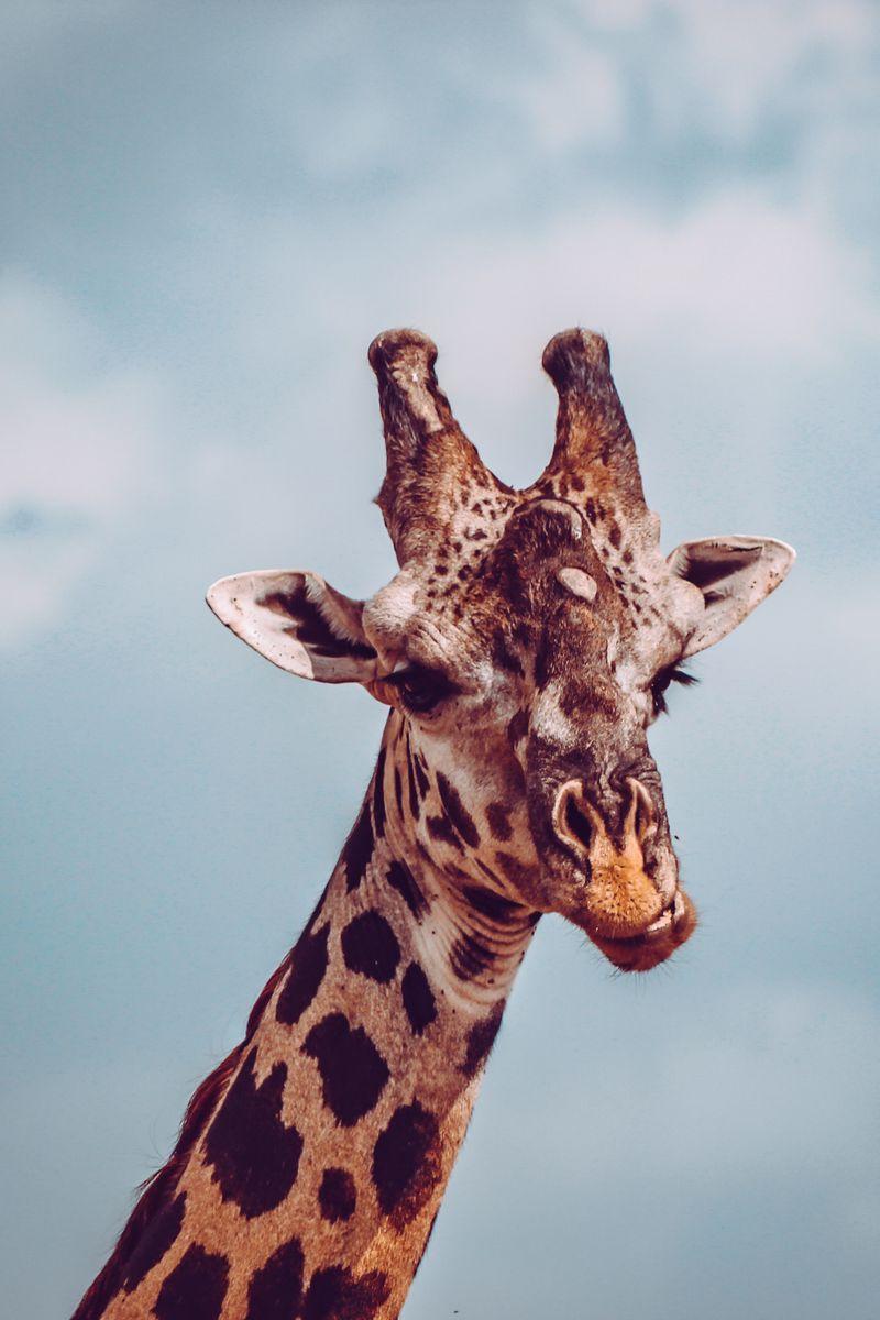 Giraffe giraffe cute HD phone wallpaper  Peakpx