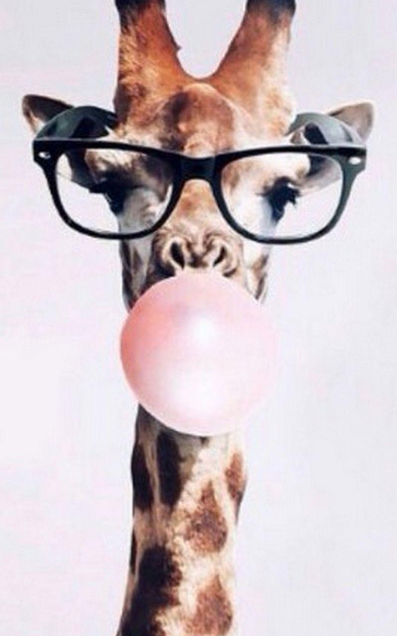 800x1280 Free download Cute Giraffe iPhone 7 Wallpaper Pinterest iPhone 7 [1080x1920] for your Desktop, Mobile & Tablet. Explore Giraffe Wallpaper. Giraffe Wallpaper, Giraffe Wallpaper, Giraffe Background
