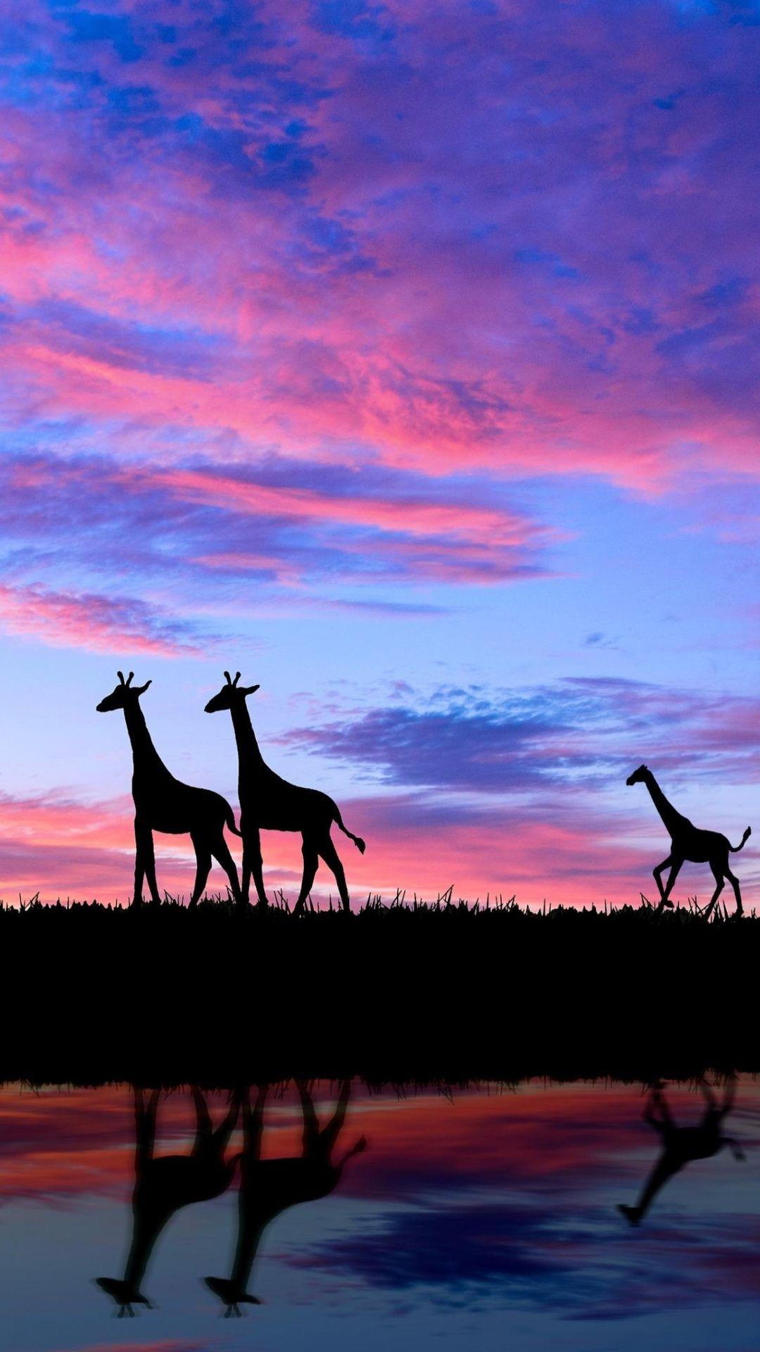 1080x1920 Giraffe Evening Silhouette 4k iPhone 6s, 6 Plus, Pixel xl , One Plus 3t, 5 HD 4k Wallpaper, Image, Background, Photo and Picture