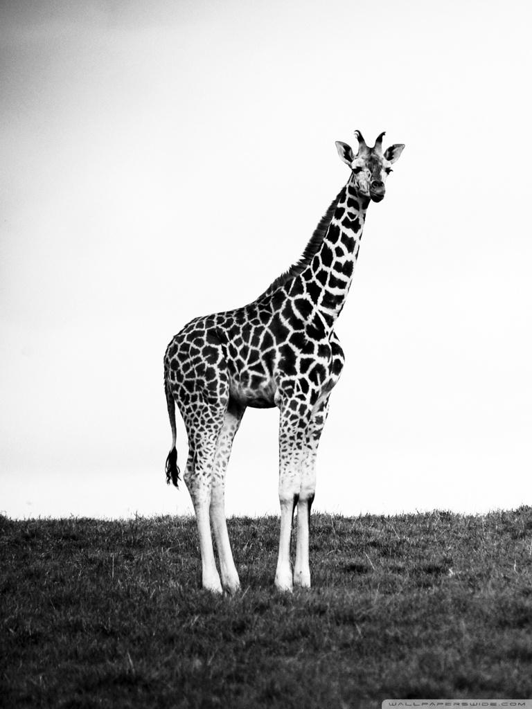 768x1024 Giraffe Wallpaper
