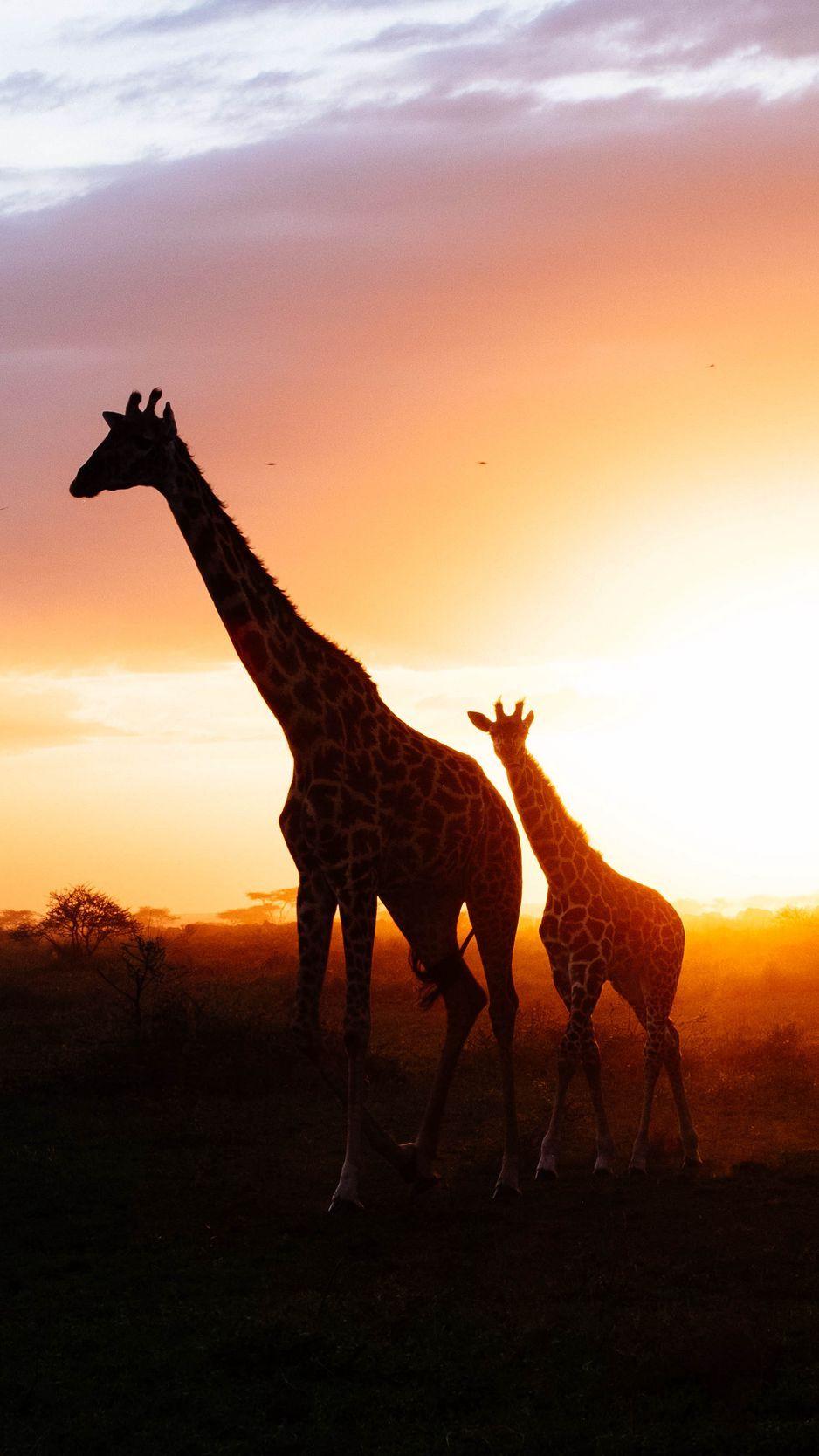 938x1668 Download Wallpaper 938x1668 Giraffes, Silhouettes, Cub, Couple Iphone 8 7 6s 6 For Parallax HD Background