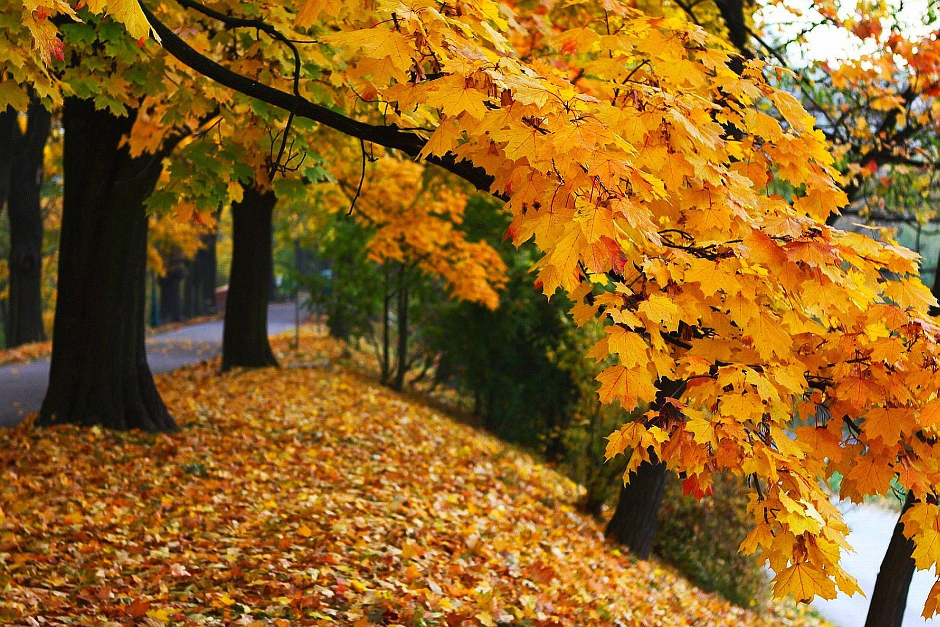 High Resolution Fall Wallpapers - Top Free High Resolution Fall