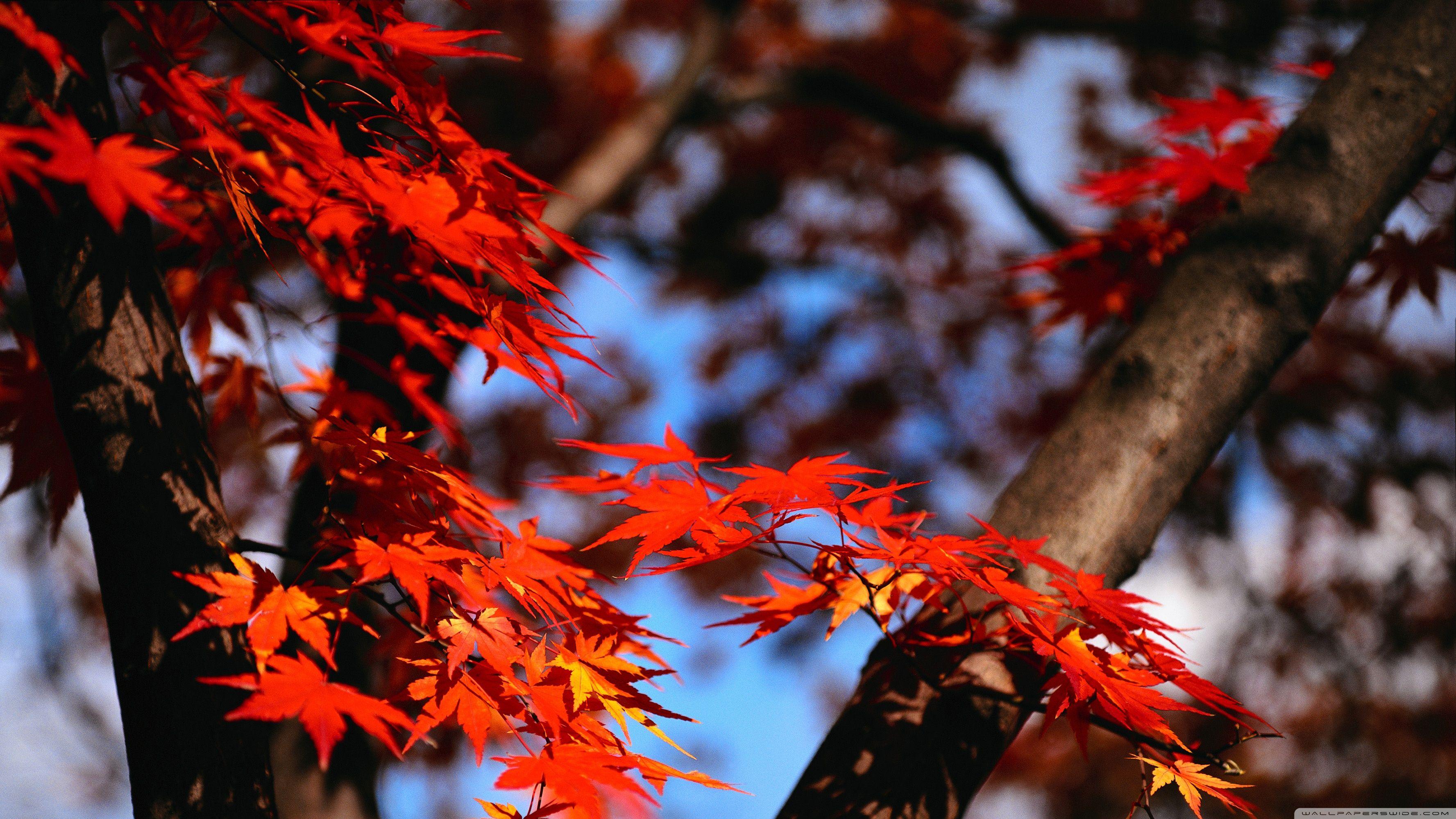3554x1999 Japanese Maple Ultra HD Desktop Background Wallpaper for 4K UHD TV : Widescreen & UltraWide Desktop & Laptop : Tablet