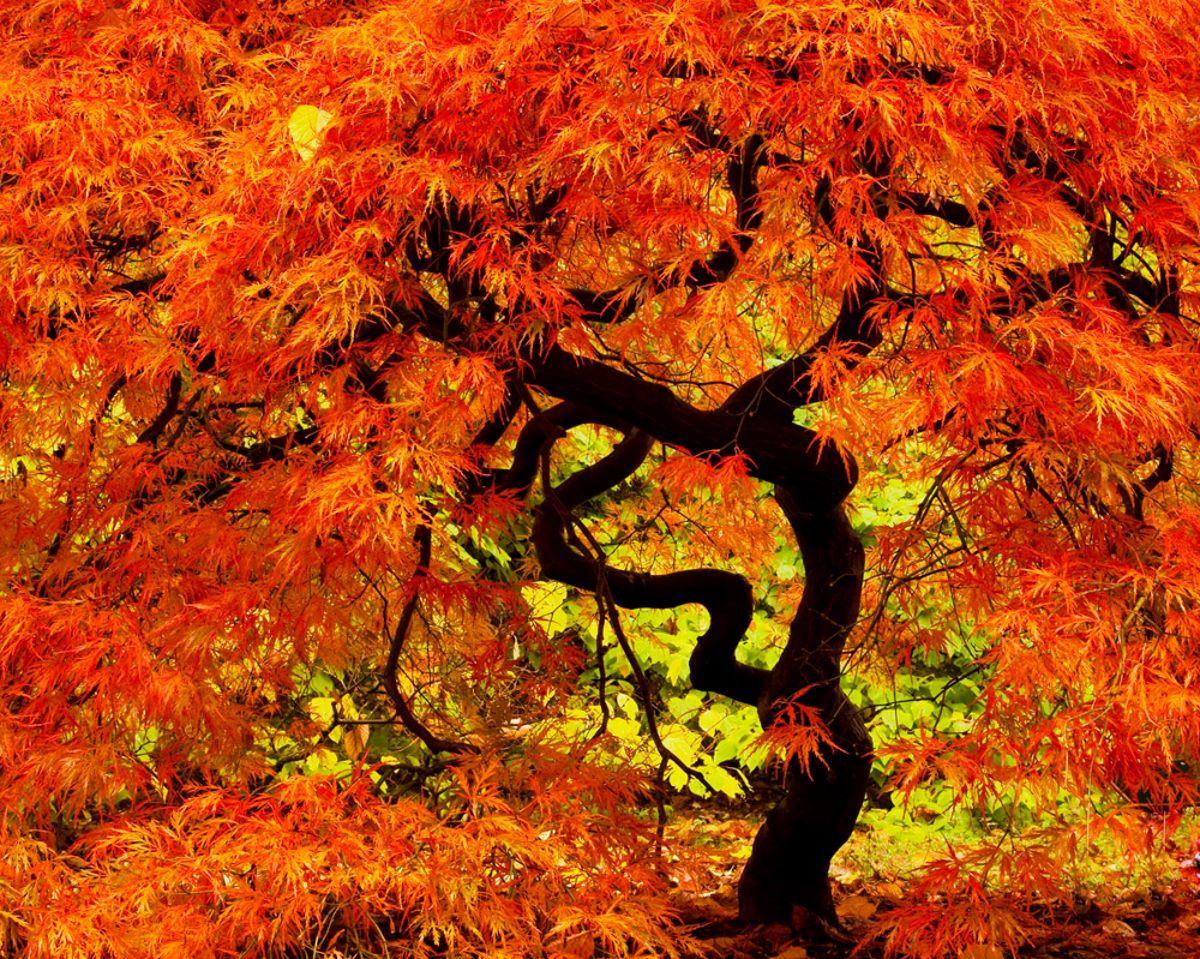 Japanese Maple Wallpapers - Top Free Japanese Maple Backgrounds