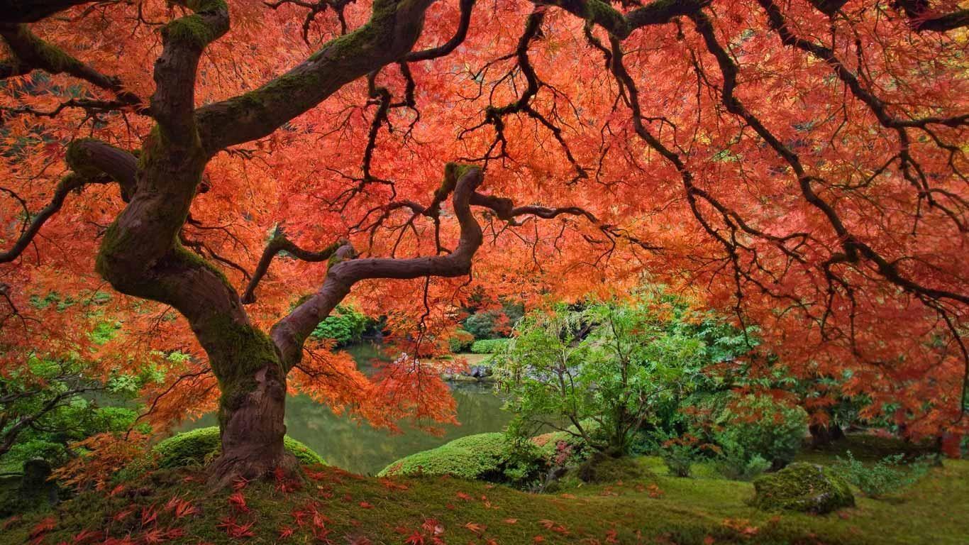 1366x768 Eugene Gloria. Japanese maple tree, Portland japanese garden, Beautiful tree