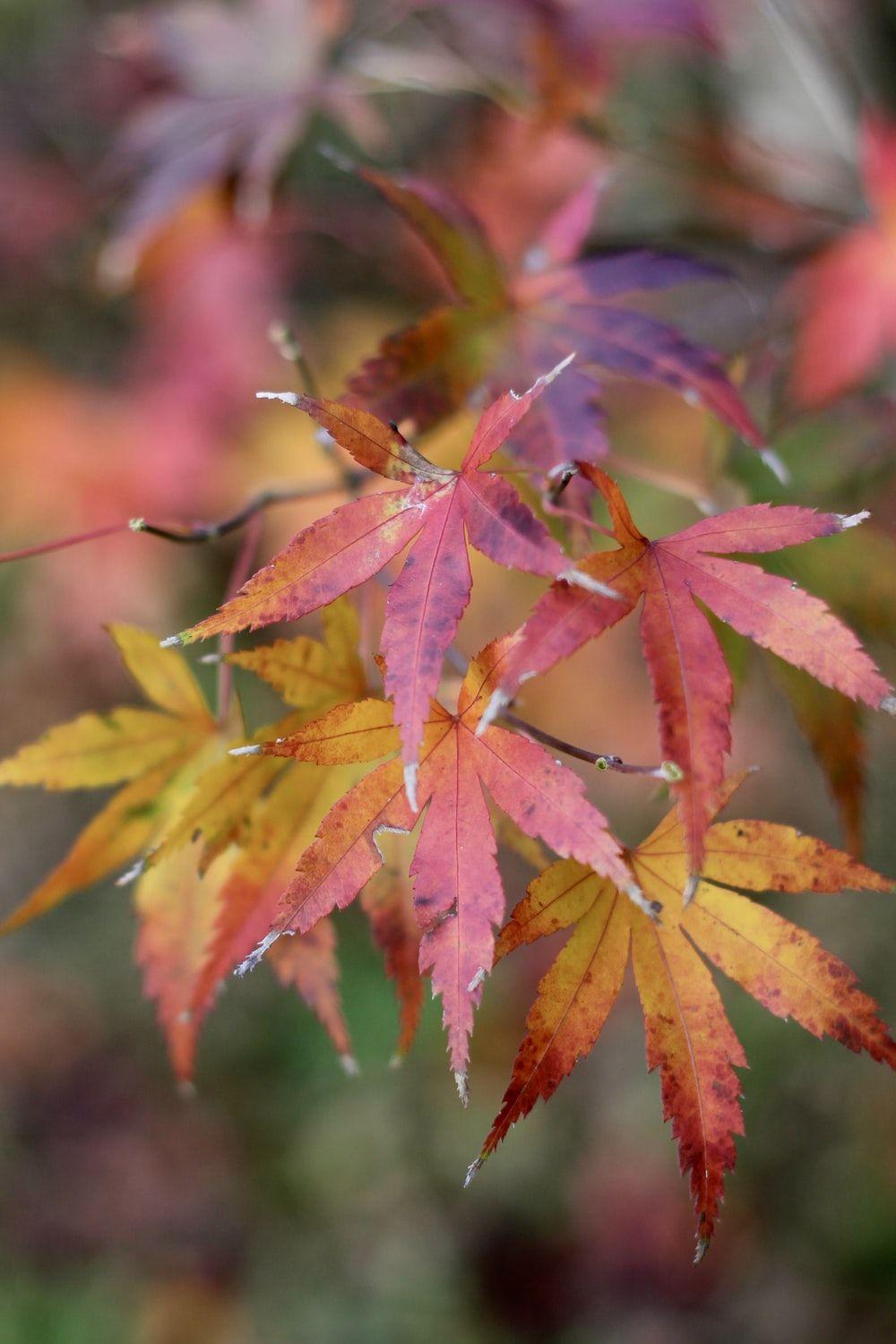 1000x1500 Japanese Maple Tree Picture. Download Free Image