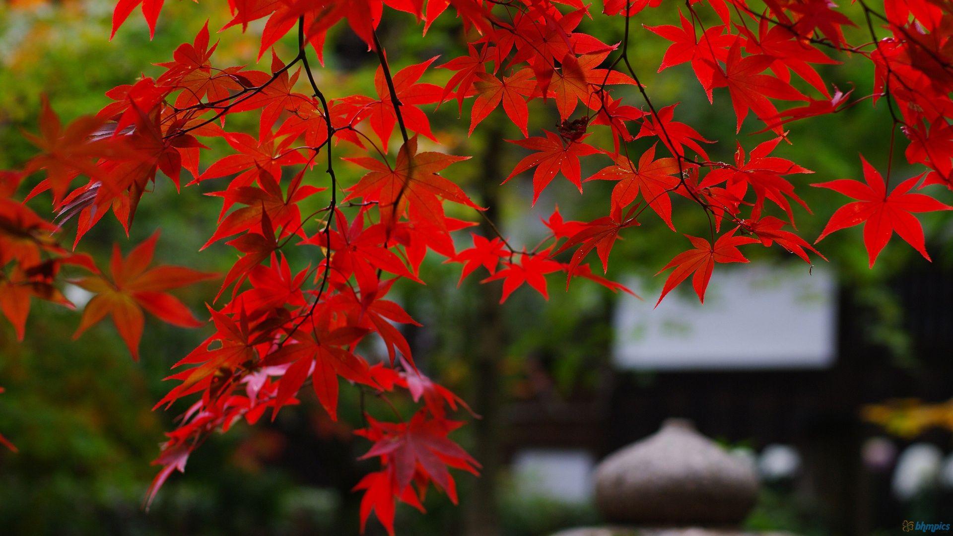 1920x1080 Maple tree wallpaper