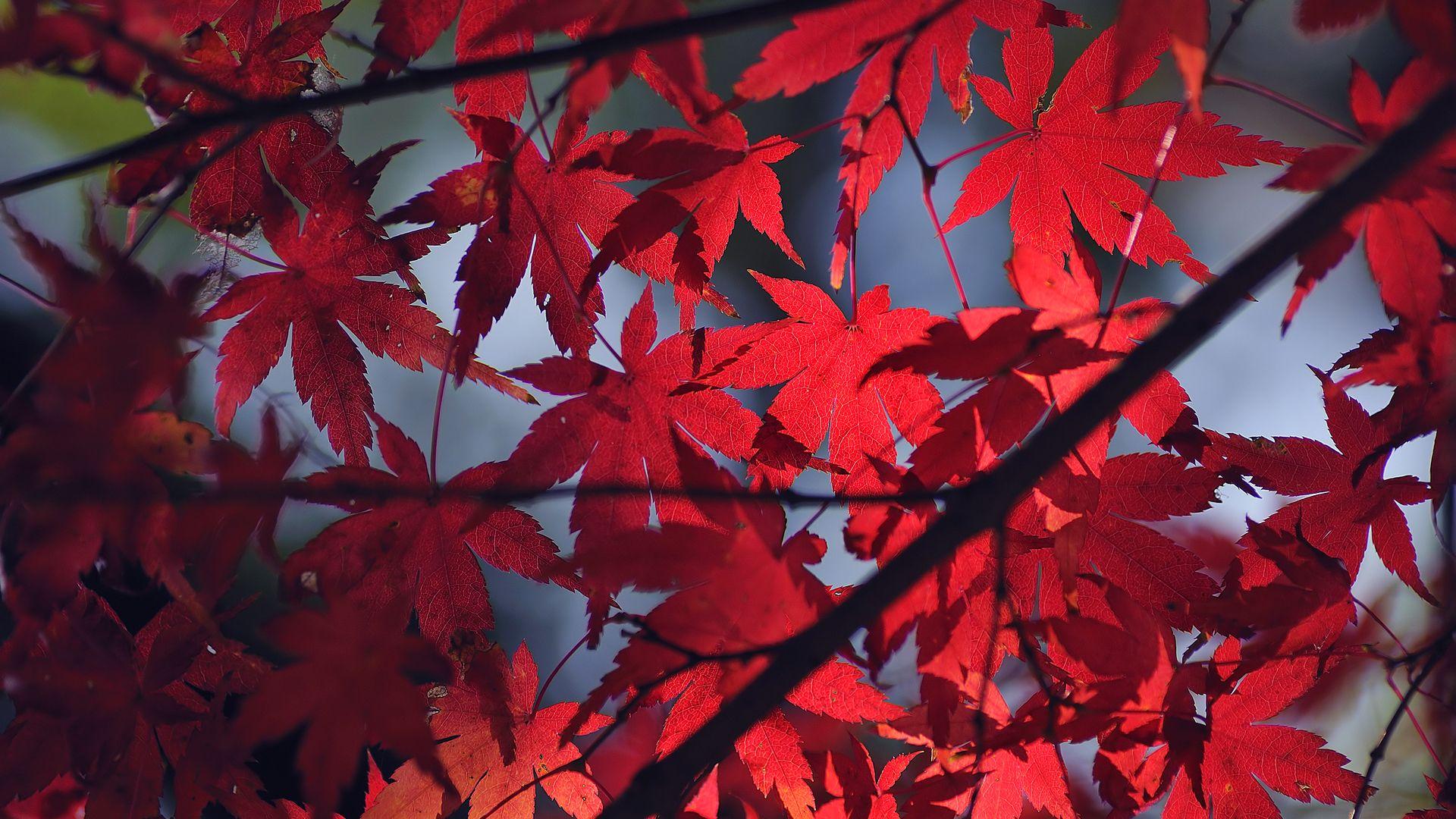 1920x1080 Maple Leaf Wallpaper. Red Maple Wallpaper, Japanese Maple Wallpaper and Maple Leaves Wallpaper