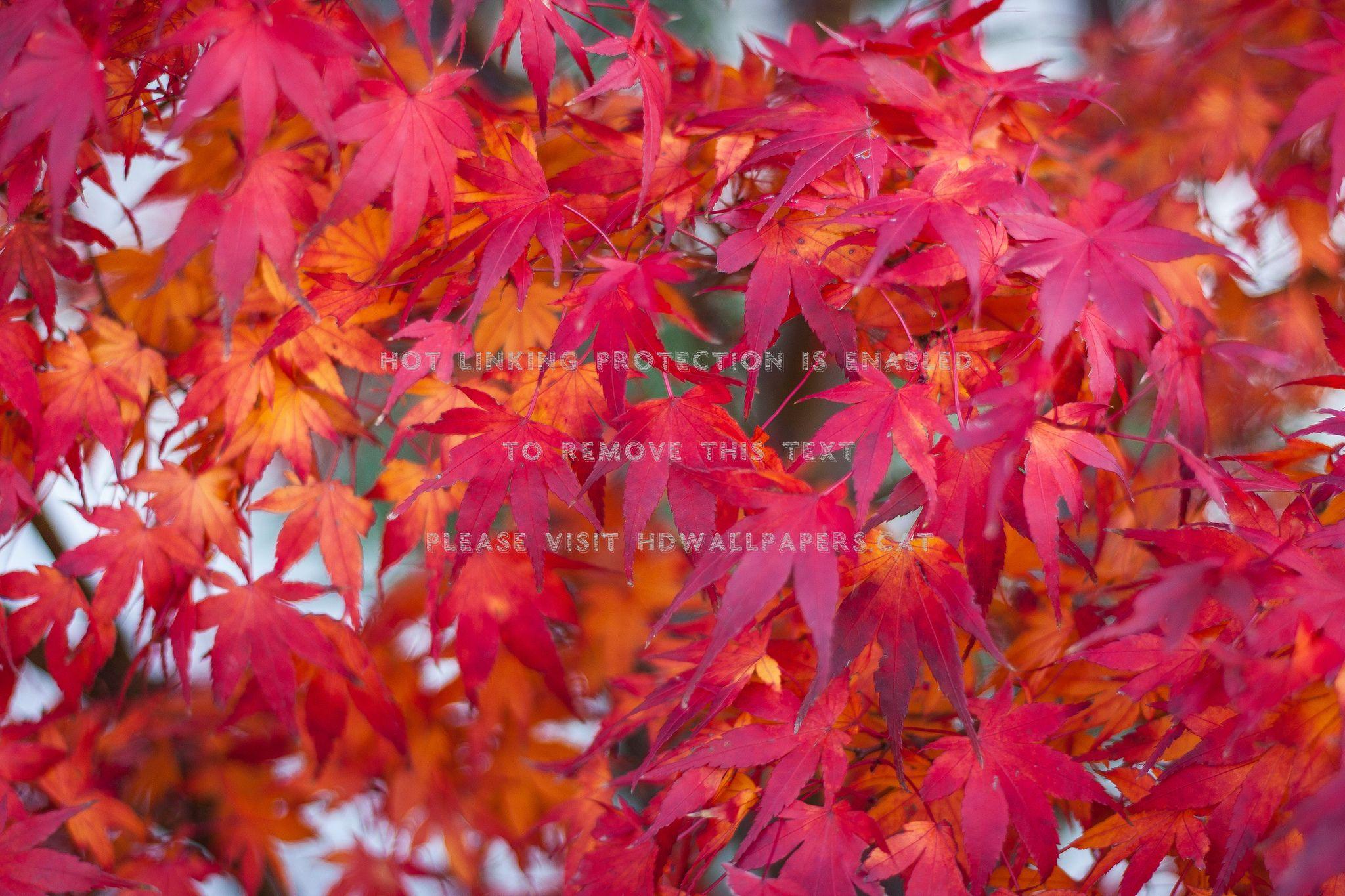 2048x1365 autumn leaves red japanese maple fall