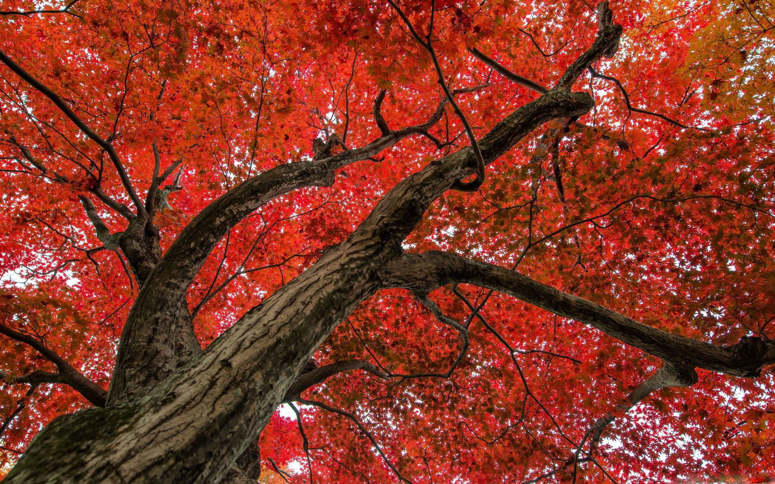 2560x1600 Japanese Maple Late Autumn Scene MacBook Air Wallpaper Download