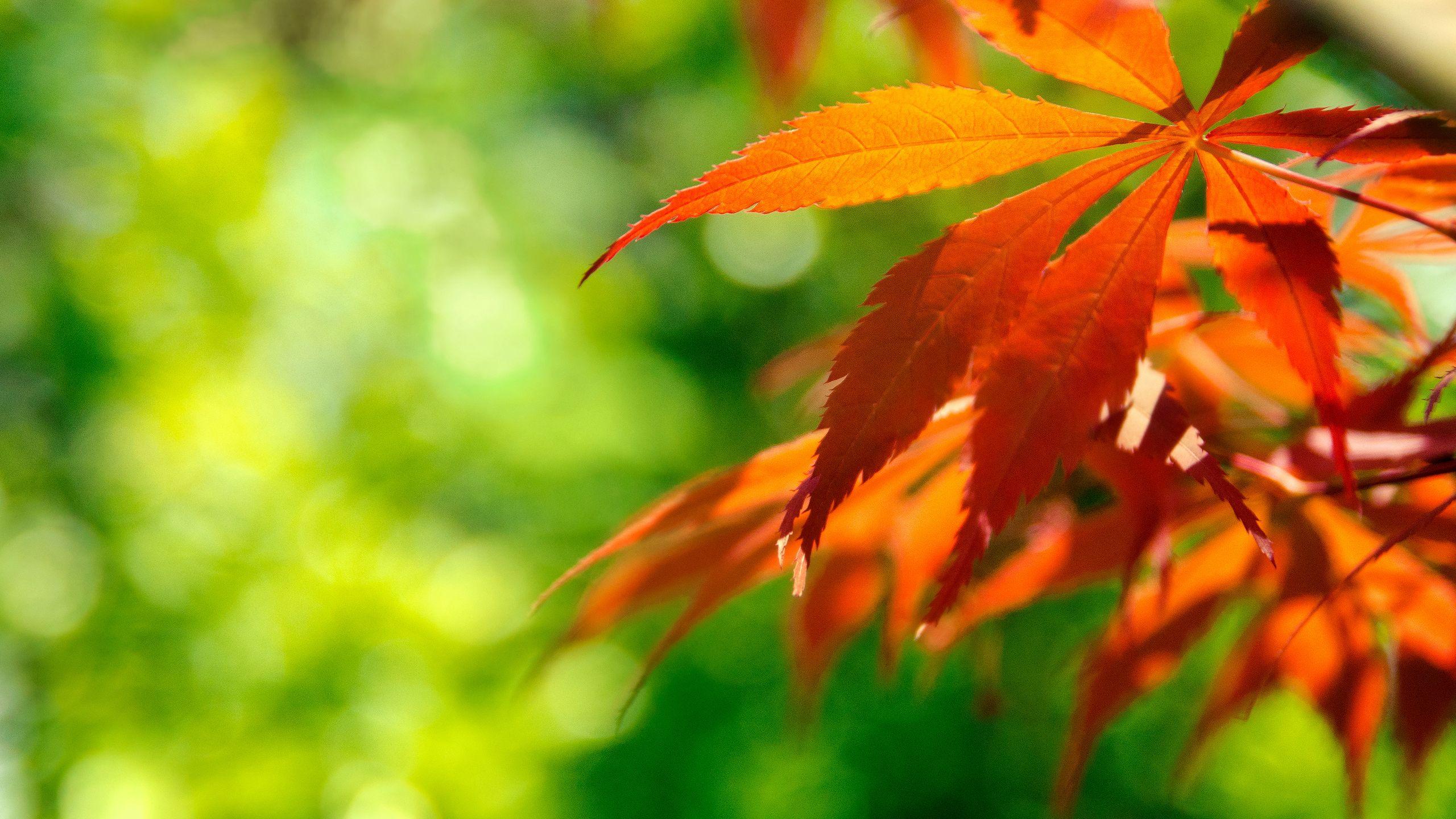 2560x1440 Orange Japanese Maple Leaves HD wallpaper « HD Wallpaper