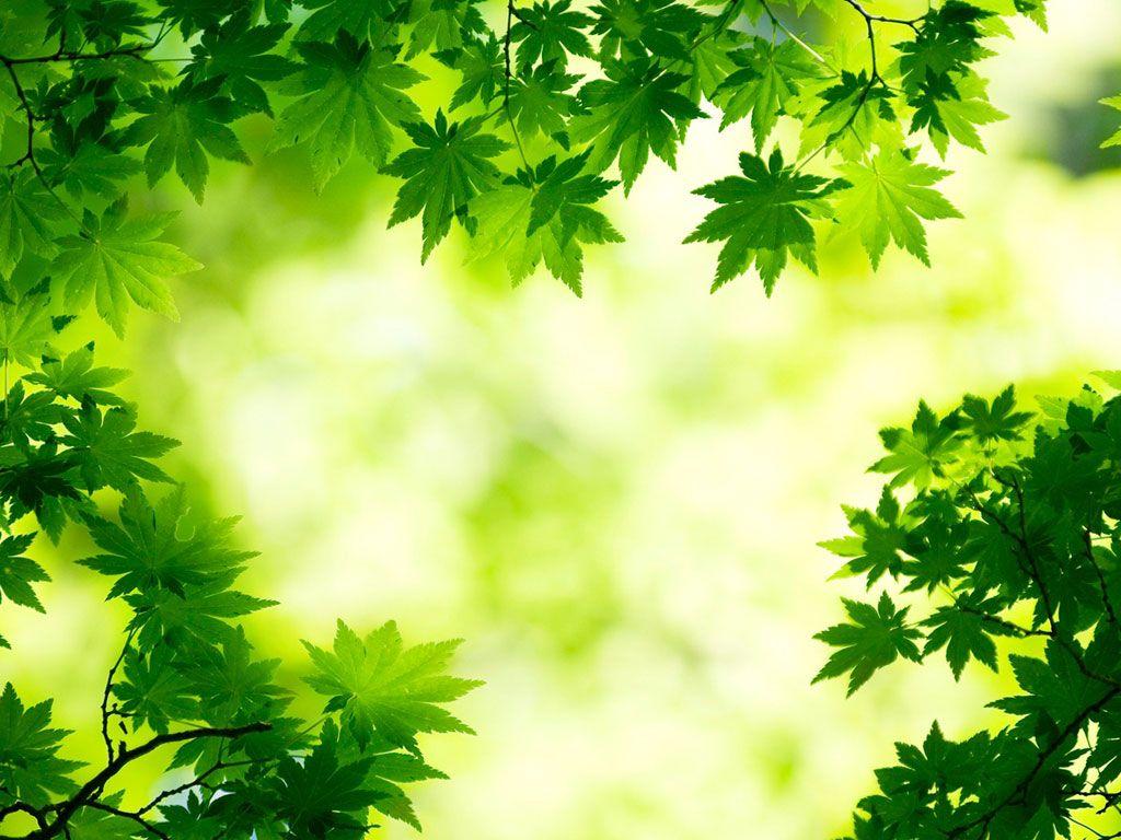 1024x768 Maple Background. Red Maple Wallpaper, Japanese Maple Wallpaper and Maple Leaves Wallpaper