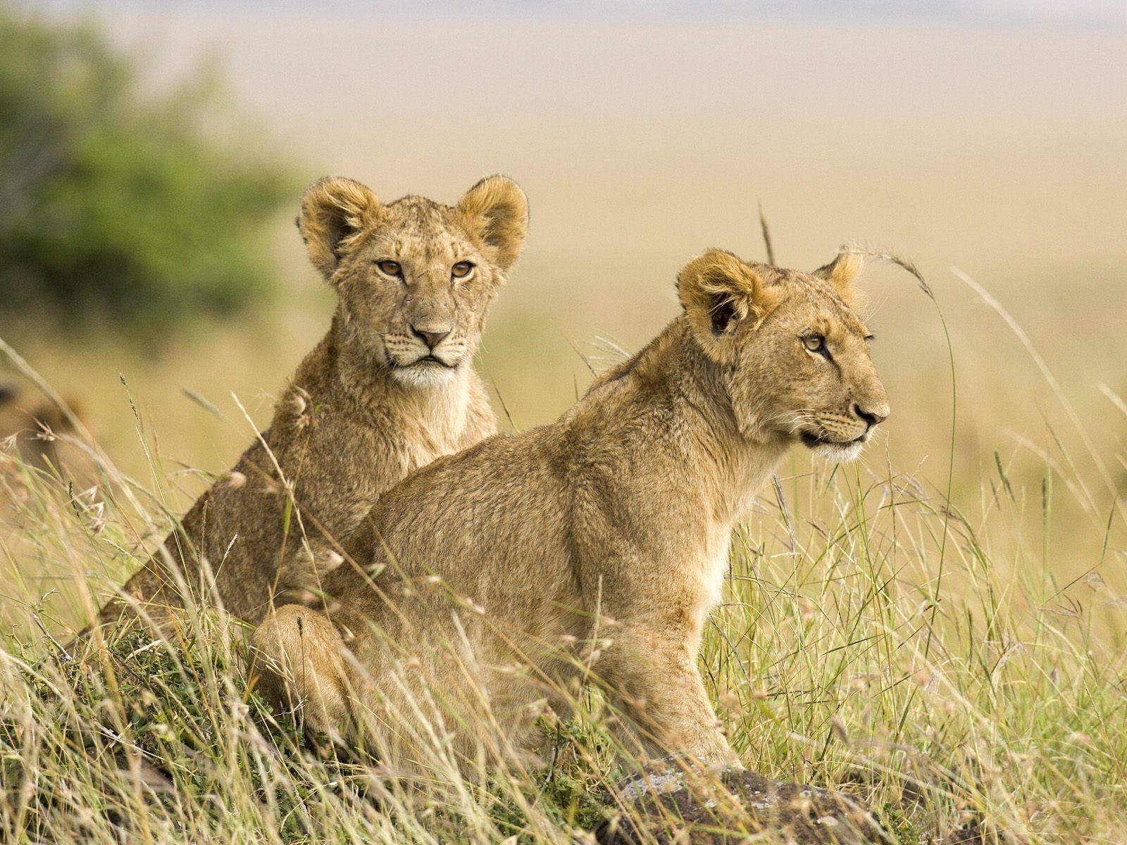 1600x1200 Female Lion Cubs Wallpaper Baby Animals Animals Wallpaper in jpg format for free download