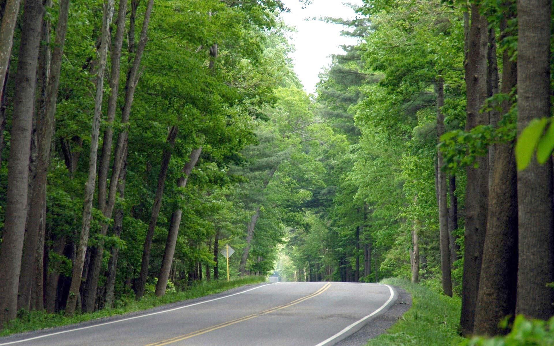 1920x1200 wallpaper_nature_103 1920x1200.jpeg?w=1920&h=1200&f=nature_. Forest Road, Forest Wallpaper, Washington National