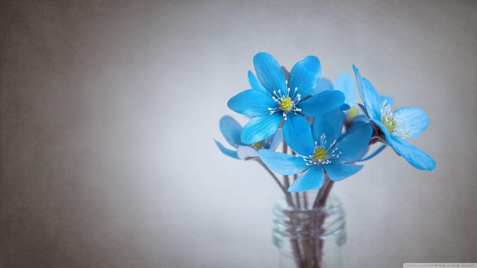 1600x900 Small Blue Flowers Ultra HD Desktop Background Wallpaper for 4K UHD TV : Widescreen & UltraWide Desktop & Laptop : Tablet