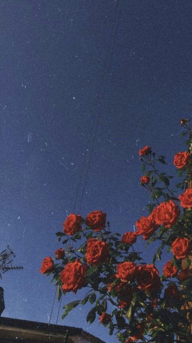 675x1201 Red Roses Aesthetic Wallpaper
