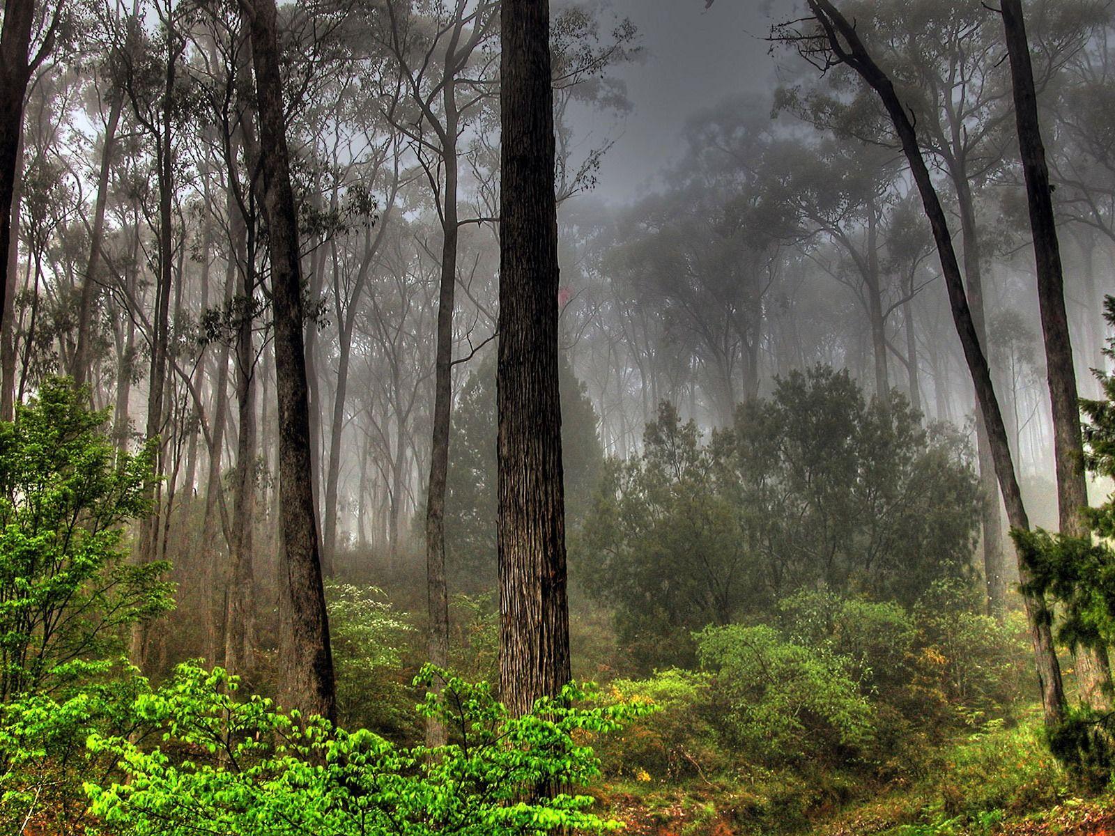 1600x1200 Forest Landscape Wallpaper Landscape Nature Wallpaper in jpg format for free download