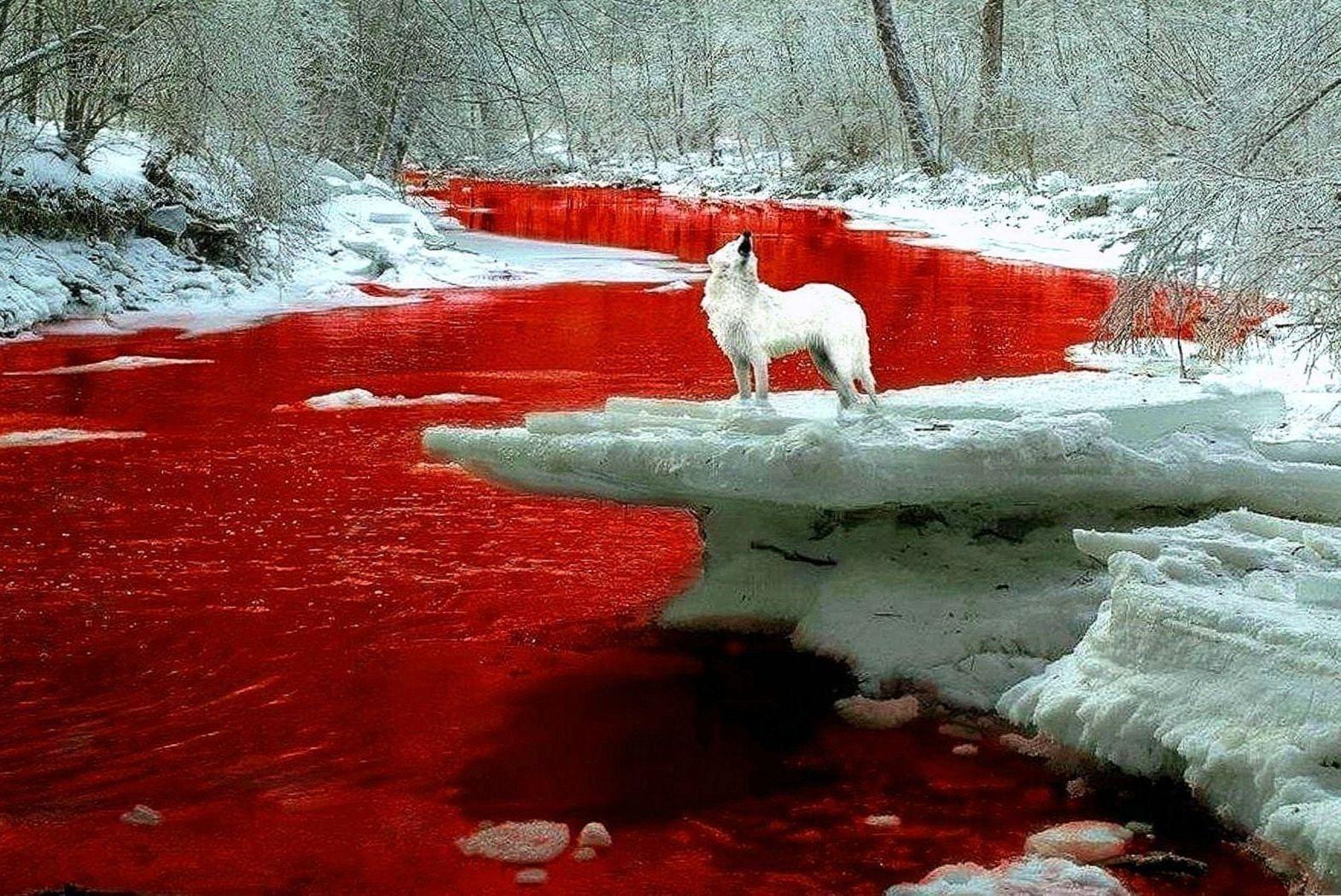 1571x1050 Bloody Wolf Wallpaper Wallpaper.Pro