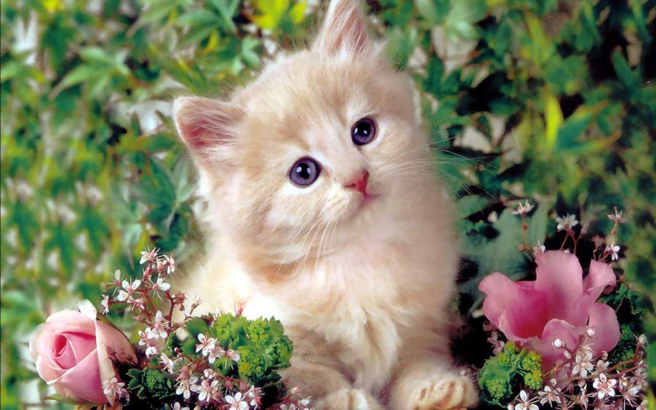 Cute Kitten Wallpapers - Top Free Cute Kitten Backgrounds ...