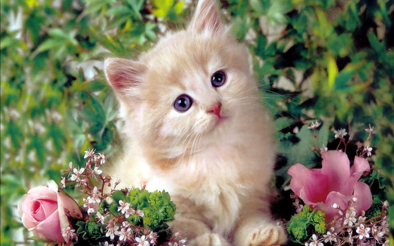 Cute Cat Wallpaper  Kitten Wallpapers for Android  Download