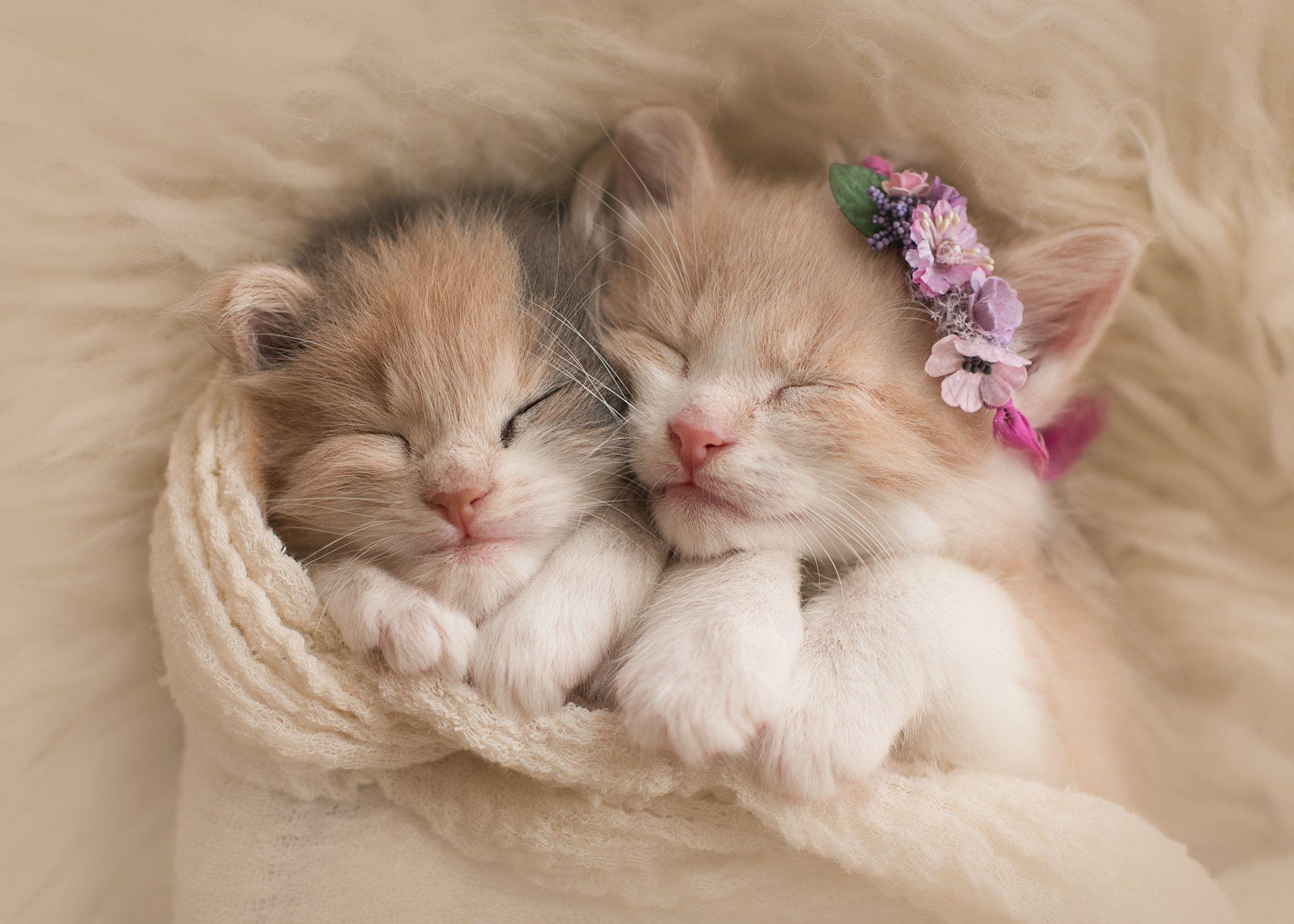 Những bức hình đáng yêu cute kitten background Cho người yêu thích ...