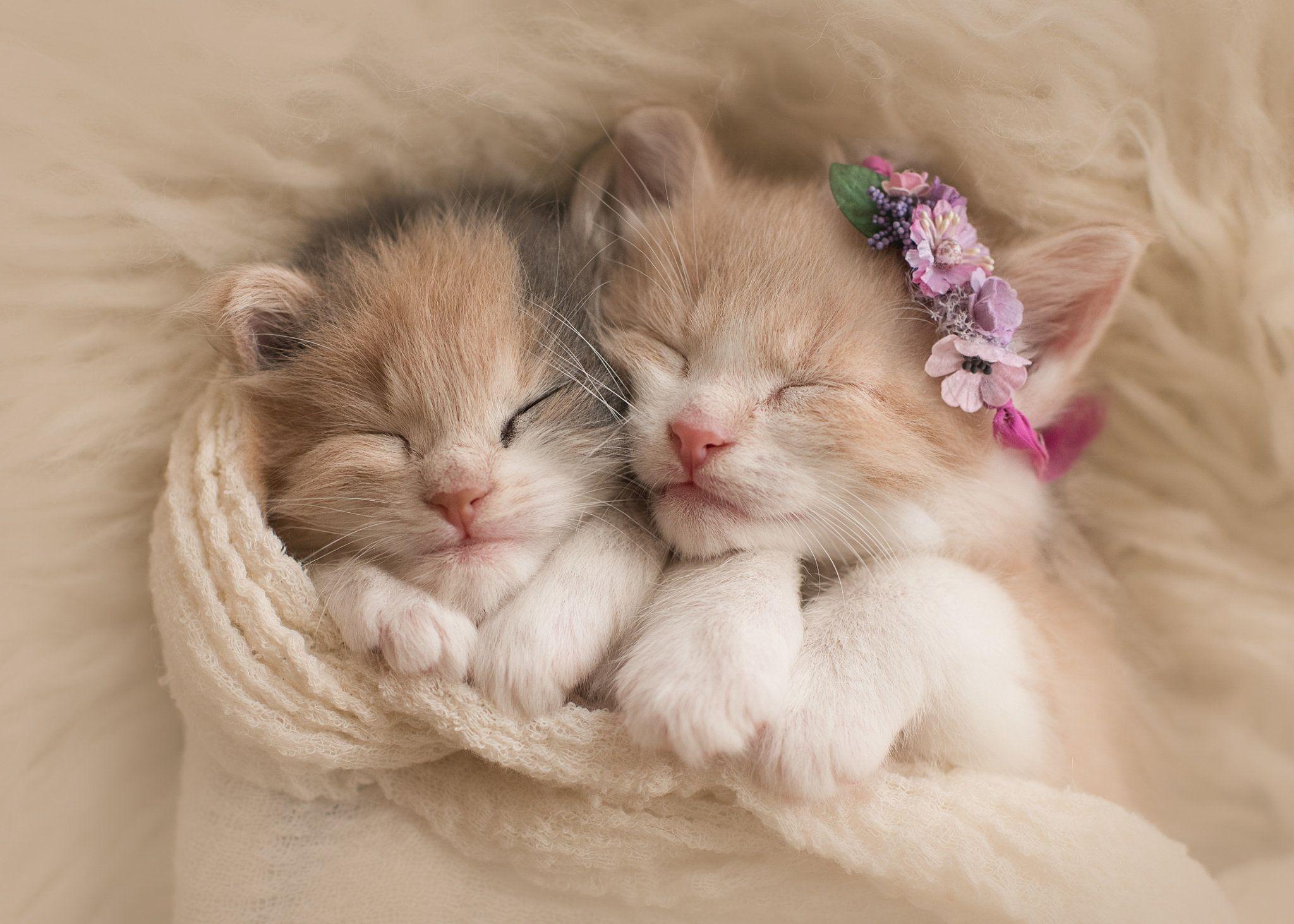 Cute Kitten Wallpapers Top Free Cute Kitten Backgrounds WallpaperAccess