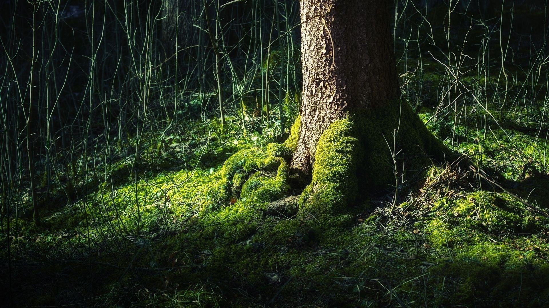 1920x1080 Black Forest Germany HD wallpaper