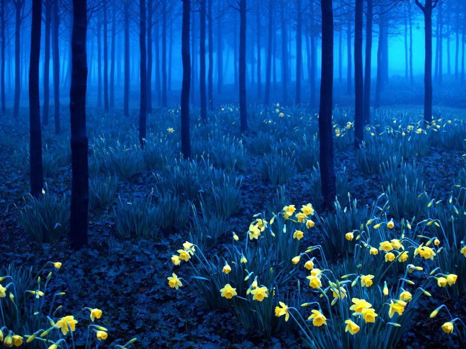 Black Forest Germany Wallpapers - Top Free Black Forest Germany