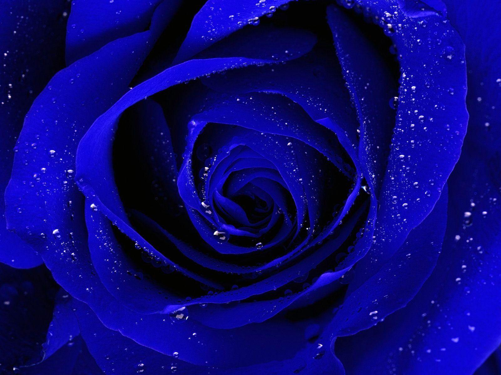 1600x1200 Blue Rose Desktop Wallpaper, Wide High Quality Blue Rose Desktop Wallpaper