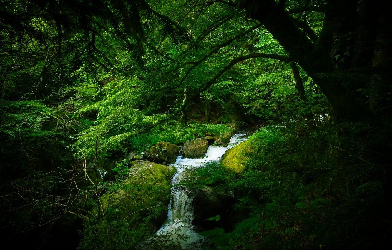 1332x850 Wallpaper forest, trees, Germany, river, The black forest image for desktop, section природа