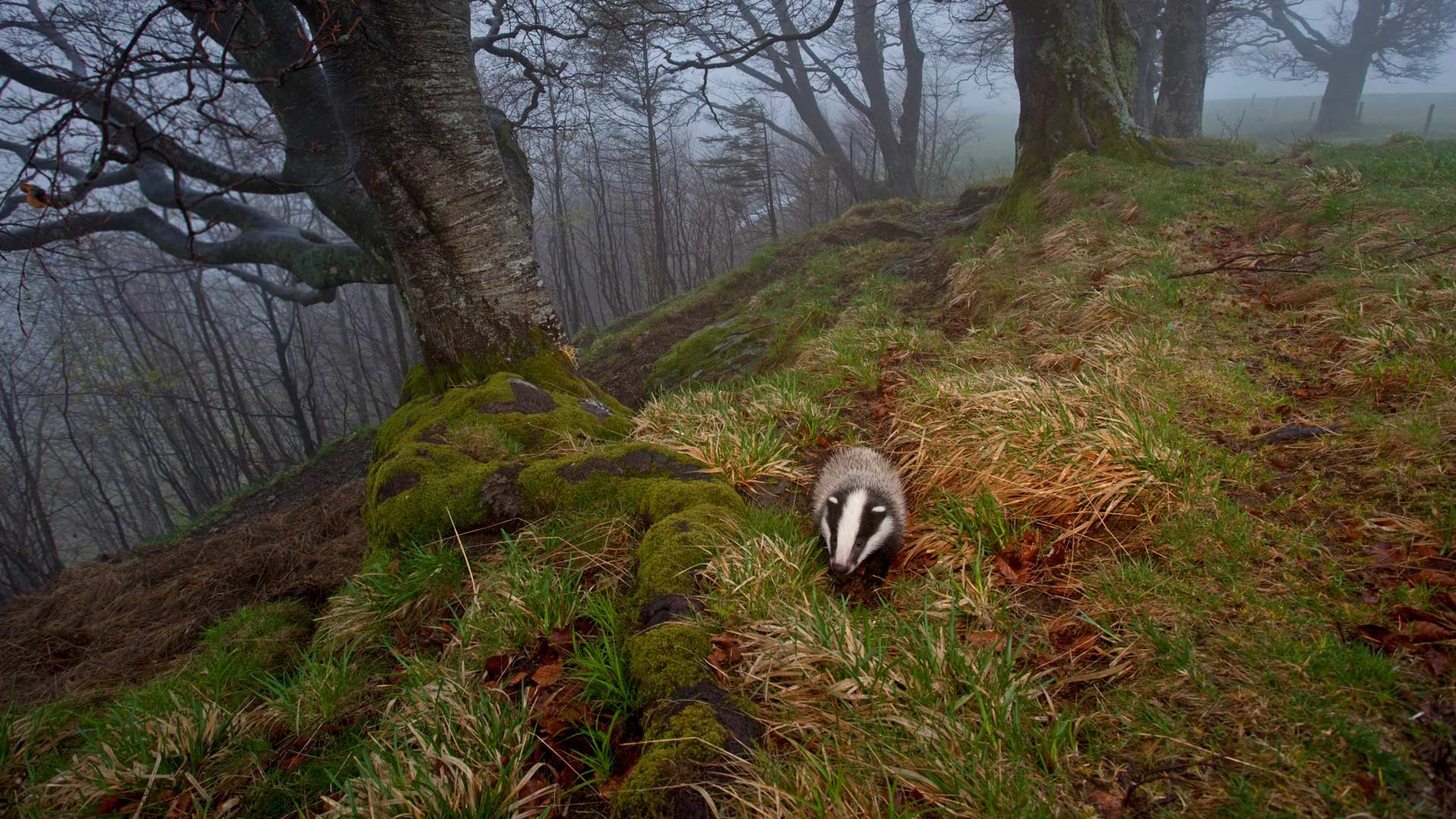 1920x1080 European badger foraging in the Black Forest, Germany