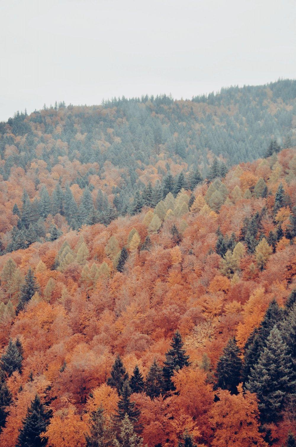 1000x1506 Black Forest, Germany Picture. Download Free Image