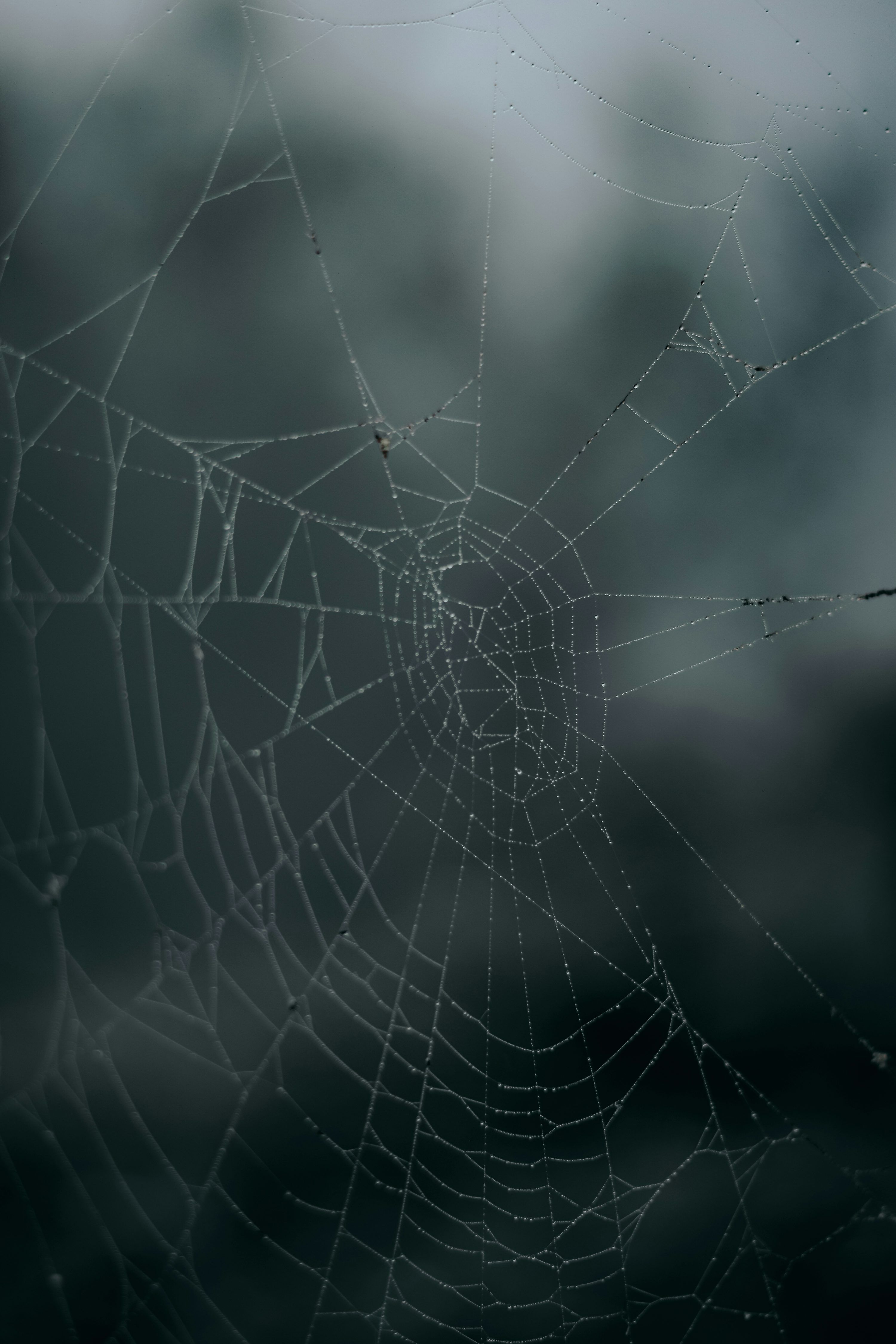3000x4500 Spider web in close up photography photo