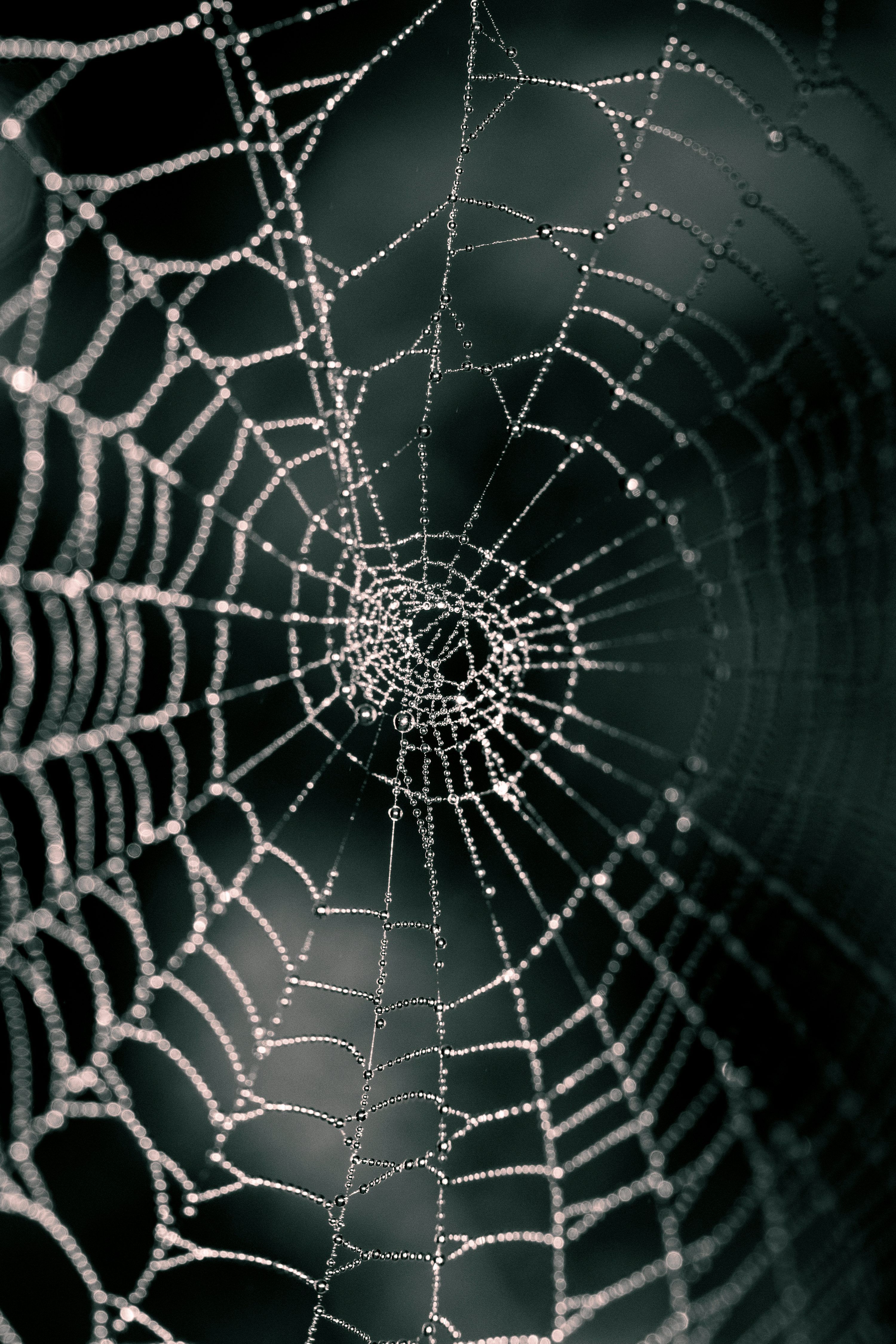 3000x4500 Spider web in close up photography photo