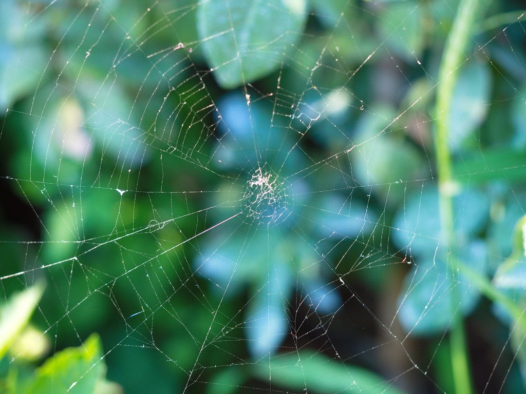 1024x768 cobweb. cobweb. spider web in front of green background. sp