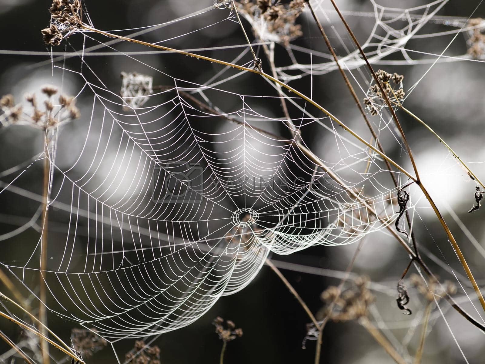1600x1200 Frozen spider web. Frozen nature. A cobweb on the grass in a woods covered by iced frost. by HSonnenhol Vectors & Illustrations with Unlimited Downloads