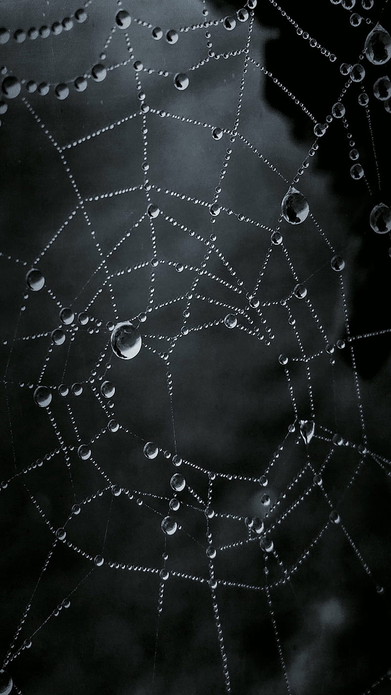 800x1422 HD spider web landscape wallpaper