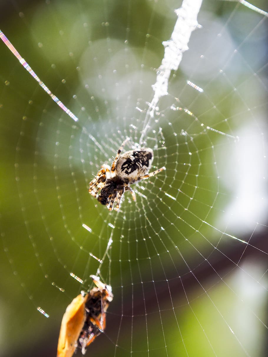 910x1213 HD wallpaper: spider, nature, cobweb, summer, macro, insect, spider's web