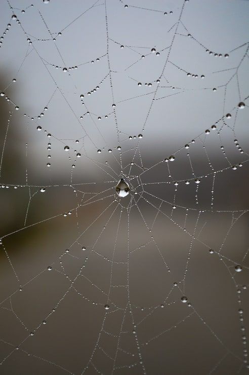 492x740 Cobwebs background Image