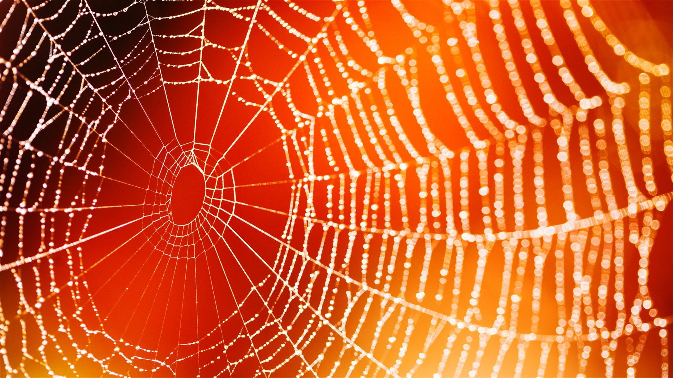 2276x1280 Cobwebs download and install on Windows