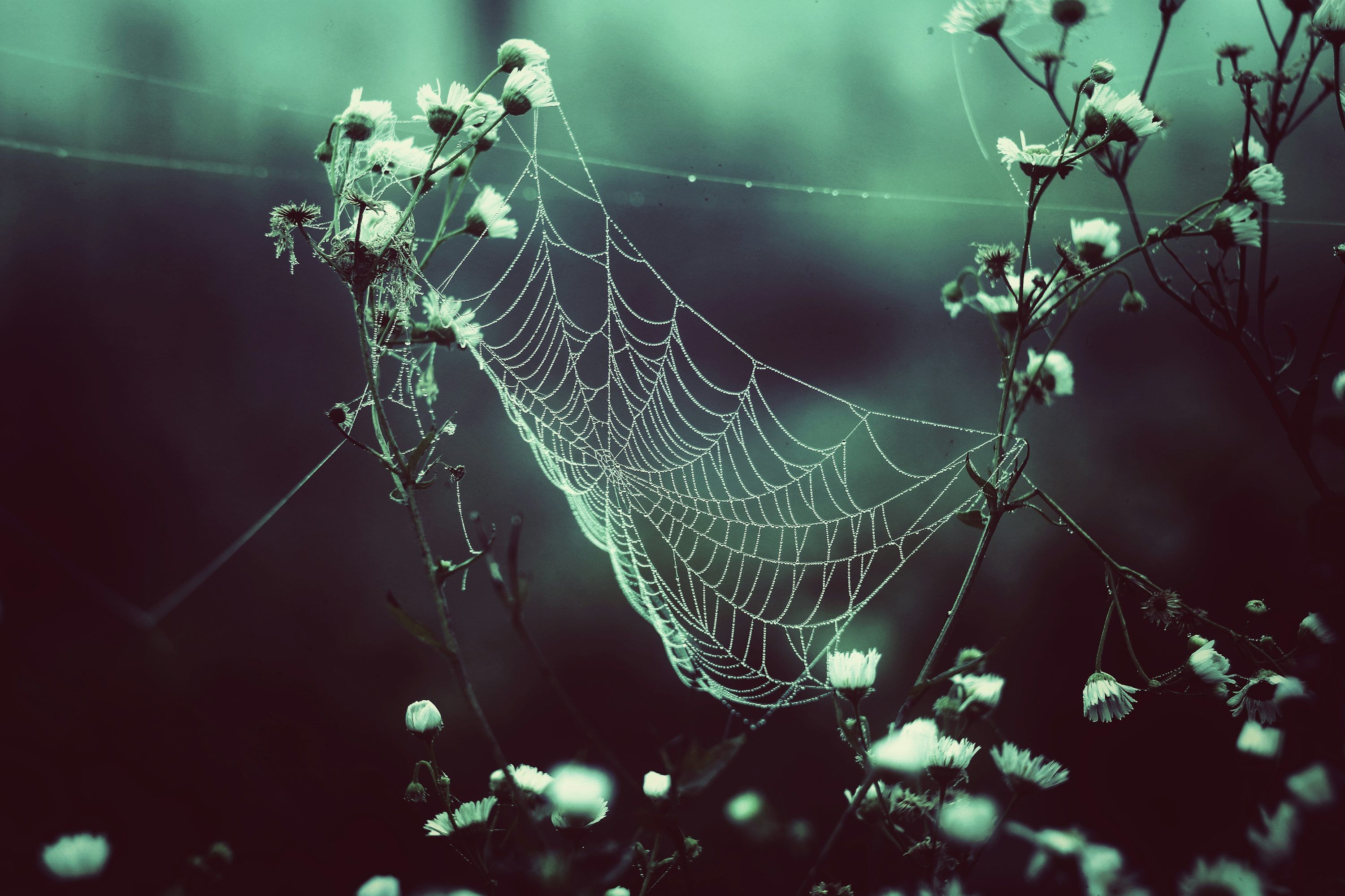 3000x2000 A spider web covered in white flowers in the dark photo