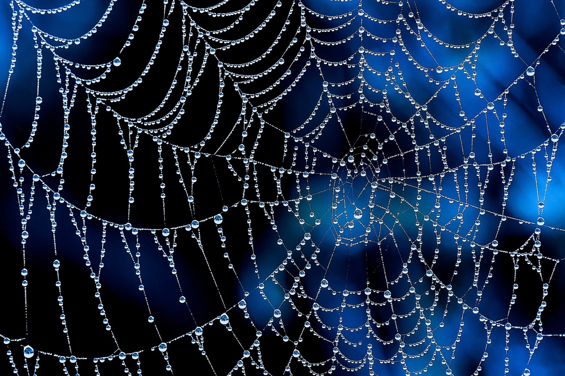 1920x1279 Dewy Spider Web in 4K Ultra HD Wallpaperx3067